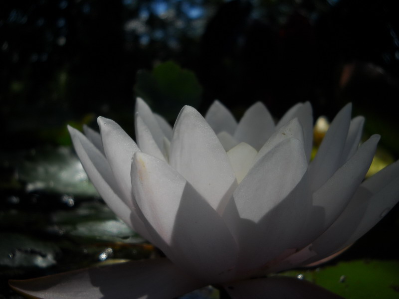 Nenufar perenne Blanco
